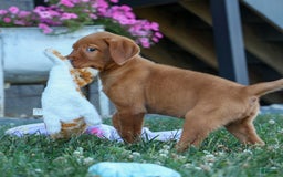 Labrador Retriever dogs for sale: Red Fox George - Image 4