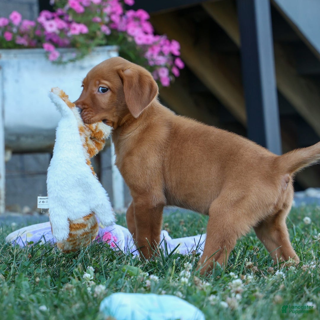 Labrador Retriever dogs for sale: Red Fox George - Image 4