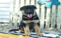 German Shepherd dogs for sale: Millie - Image 9