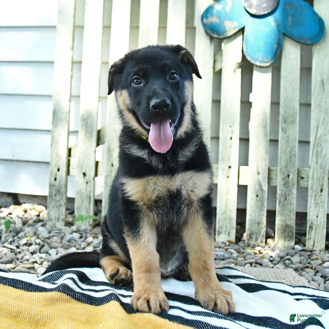 German Shepherd dogs for sale: Millie - Image 9