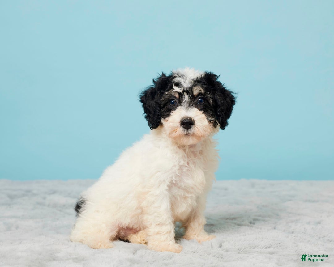 Miniature Poodle dogs for sale: Russ - Image 5