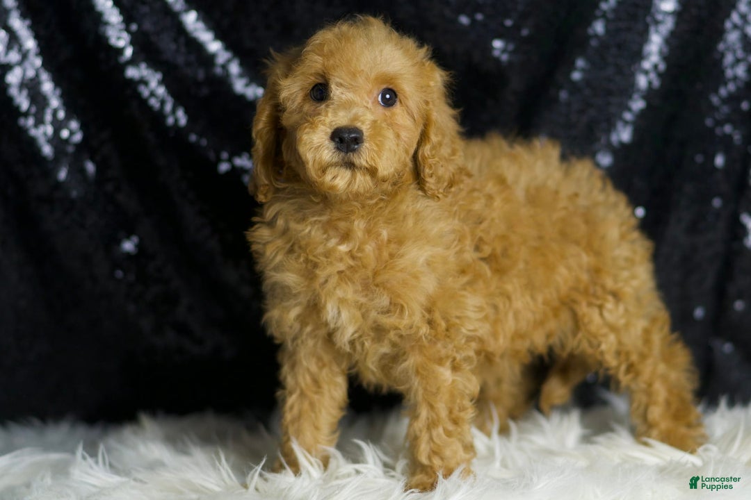 Mini Goldendoodle dogs for sale: Donald - Image 2