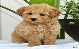 Bichpoo dogs for sale: Ivory - Image 6