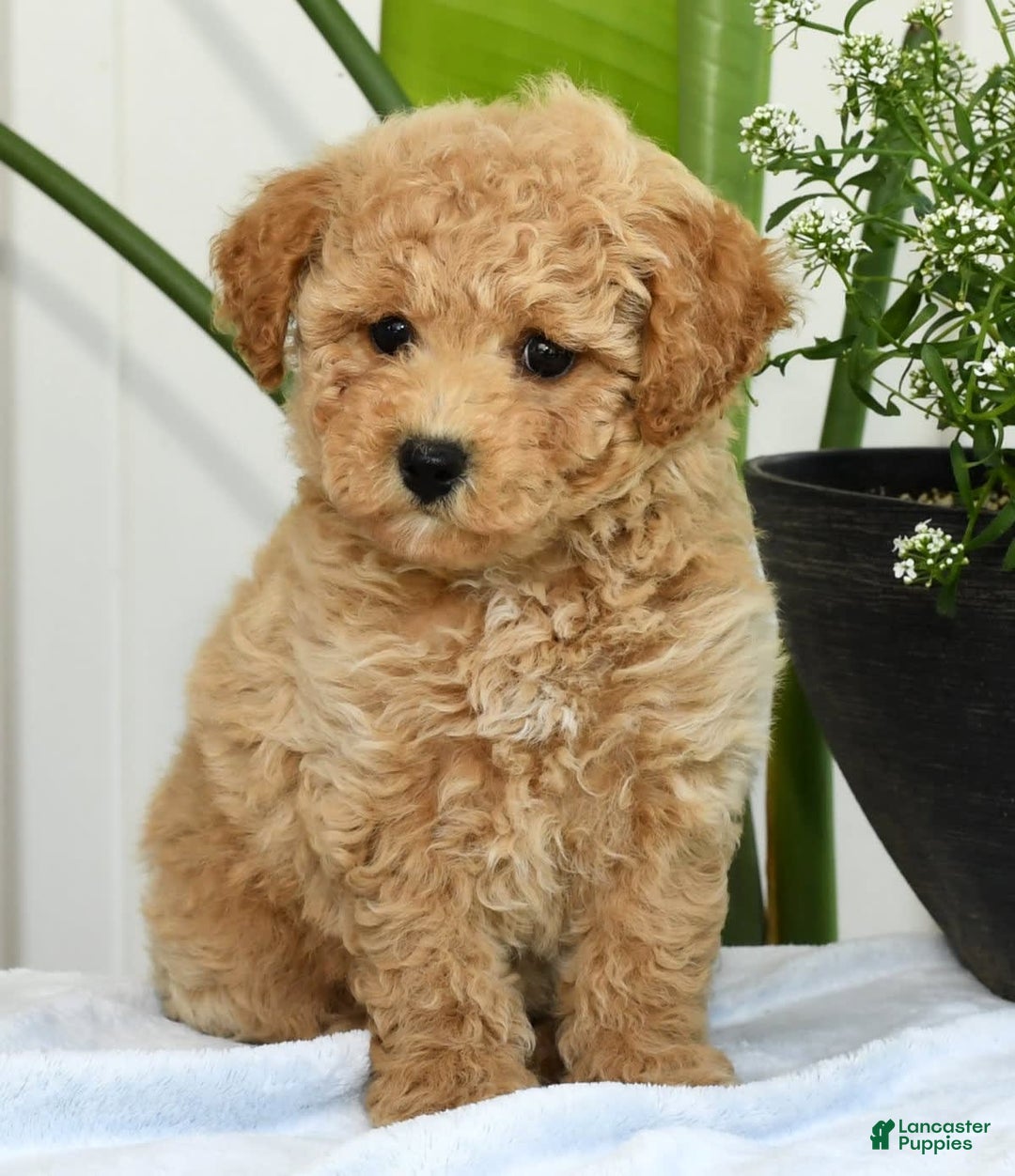 Bichpoo dogs for sale: Ivory - Image 6