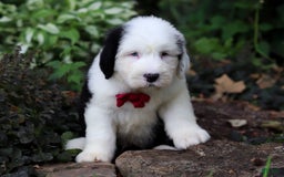 Old English Sheepdog dogs for sale: Dallas - Image 4