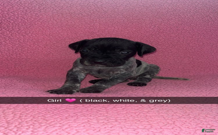 German Shorthaired Pointer dogs for sale - Ad 1