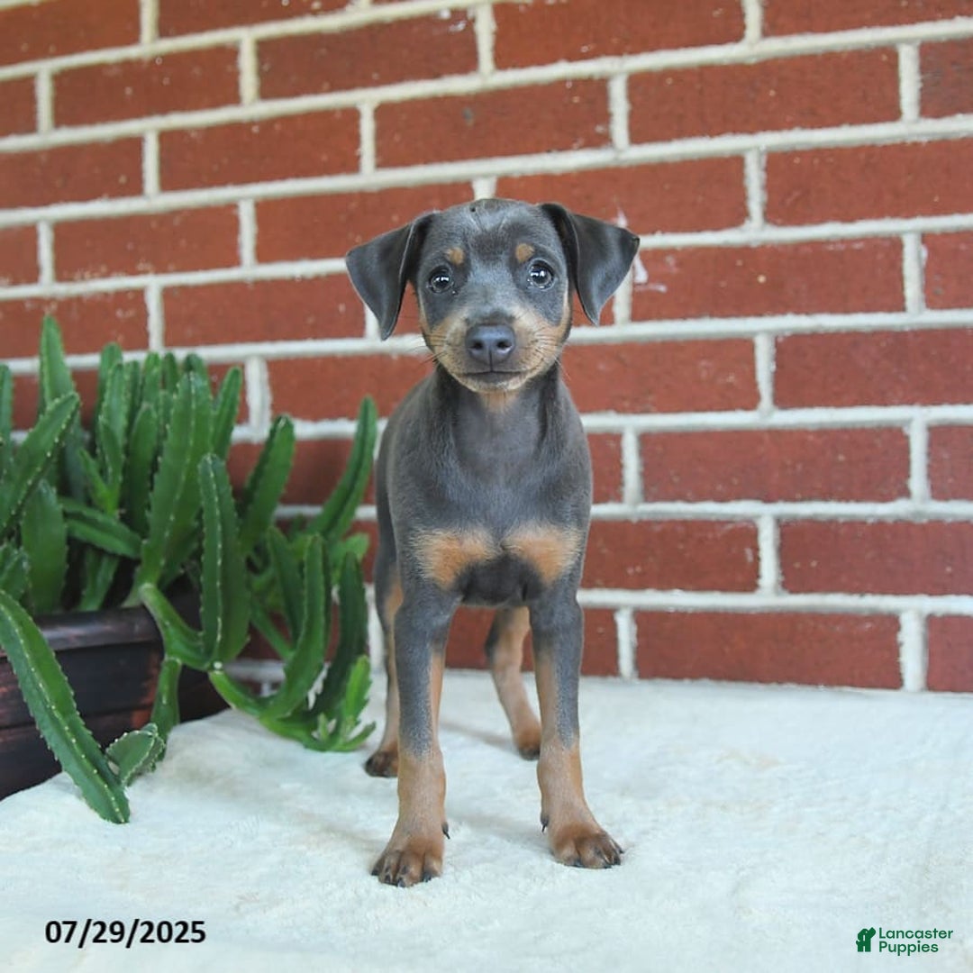 Miniature Pinscher dogs for sale: Jersey - Image 8
