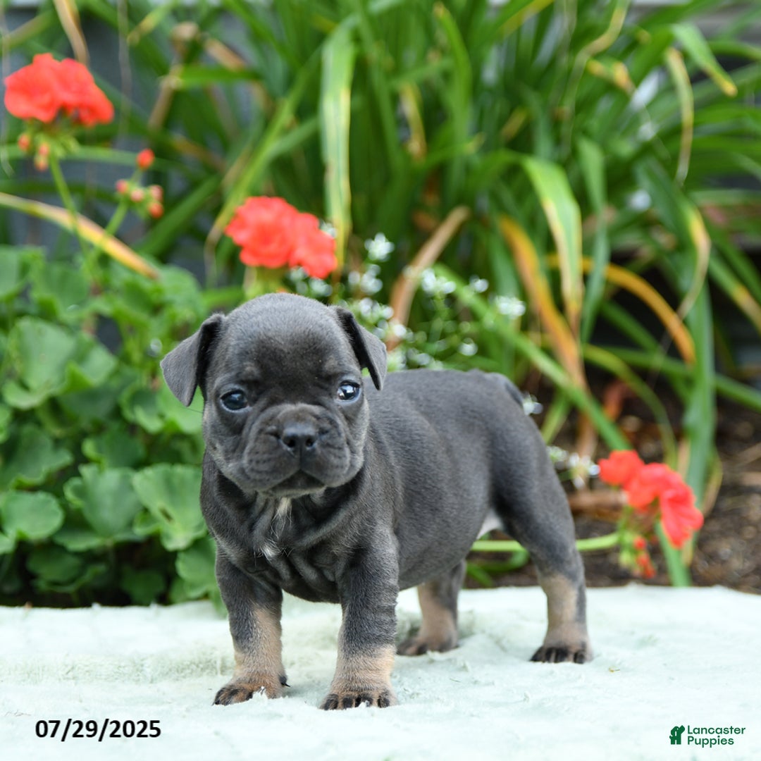 French Bulldog dogs for sale: Buttercup - Image 4