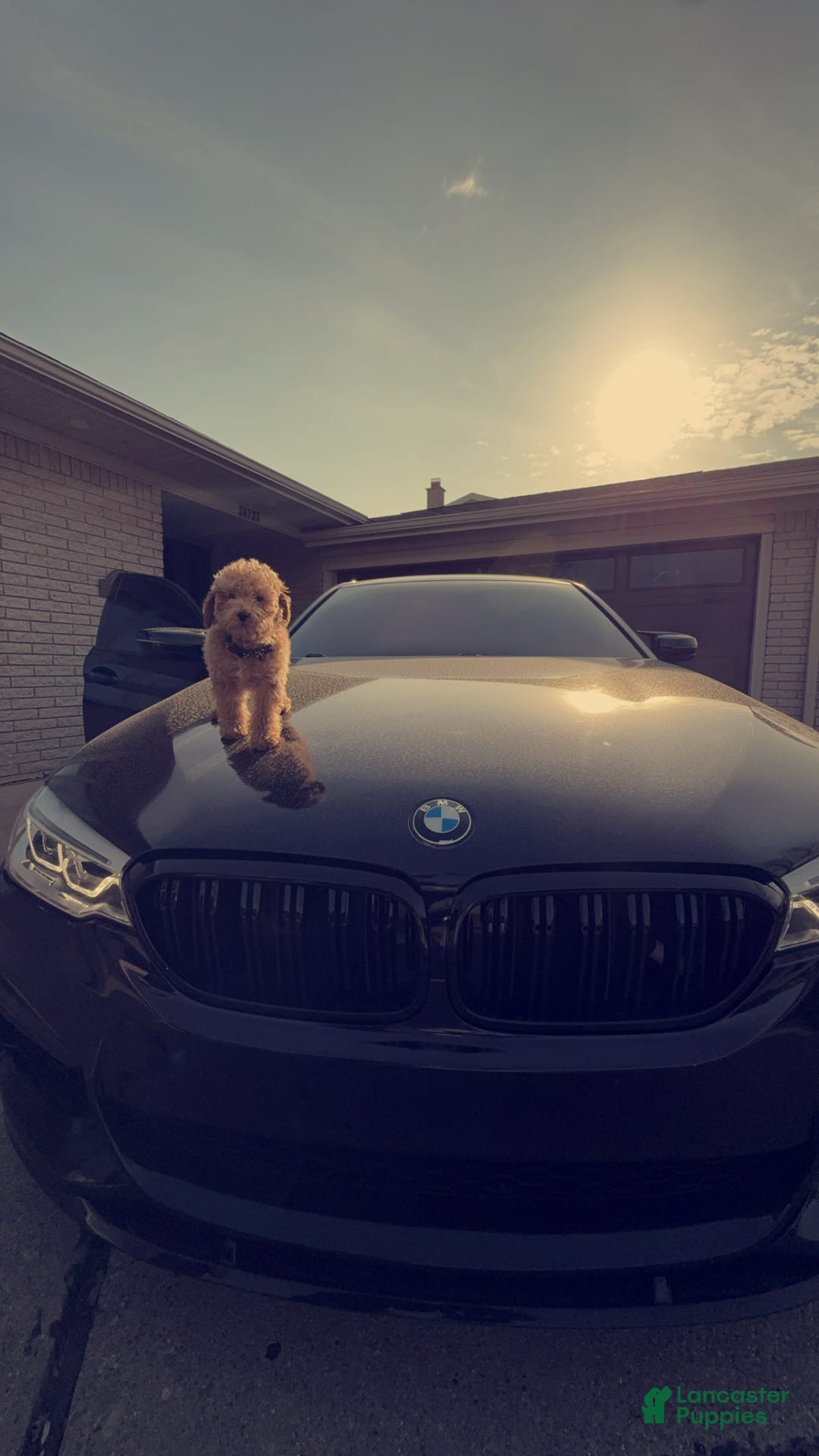 Maltipoo dogs for sale: Teddy - Image 2