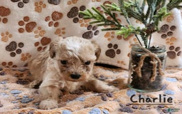 Maltipoo dogs for sale: Charlie - Image 3
