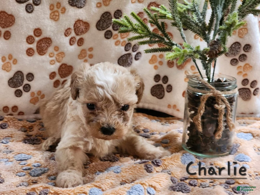 Maltipoo dogs for sale: Charlie - Image 3