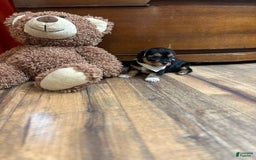 Yorkiepoo dogs for sale: Bandit - Image 3