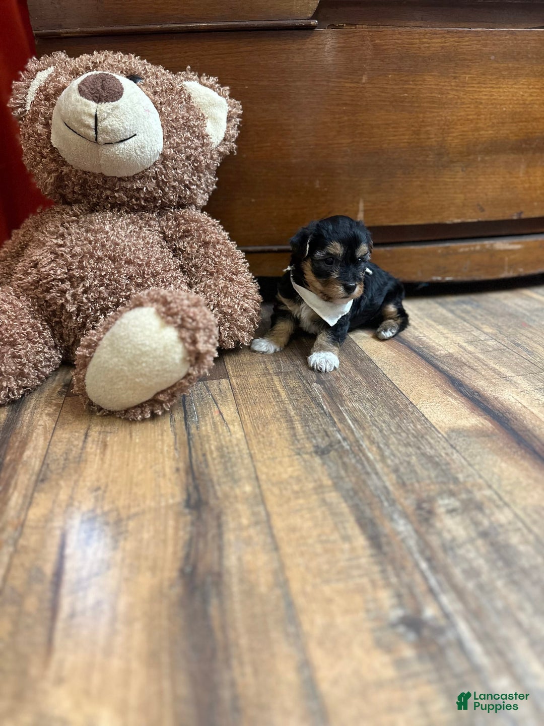 Yorkiepoo dogs for sale: Bandit - Image 3