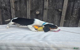 Beaglier dogs for sale: Benny - Image 7
