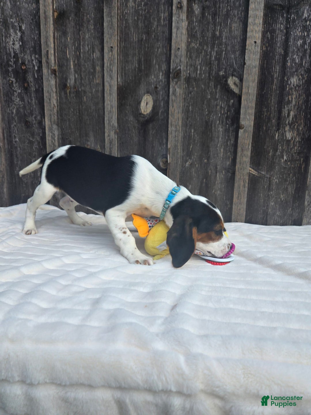 Beaglier dogs for sale: Benny - Image 7