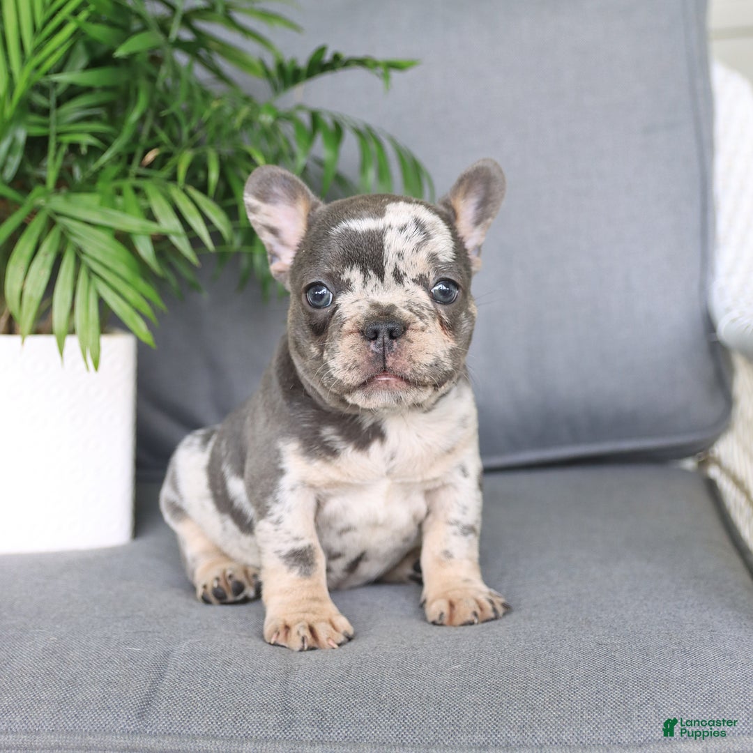 French Bulldog dogs for sale: French Bulldog 2 puppies - Image 11
