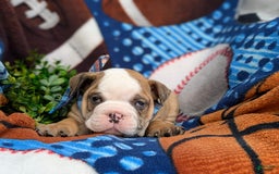 Olde English Bulldogge dogs for sale: Harper - Image 6