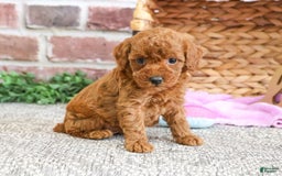 Miniature Poodle dogs for sale: Gloria - Image 2