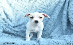 Toy Fox Terrier dogs for sale: Saint - Image 1