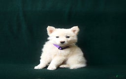 American Eskimo dogs for sale: Sophie - Image 2