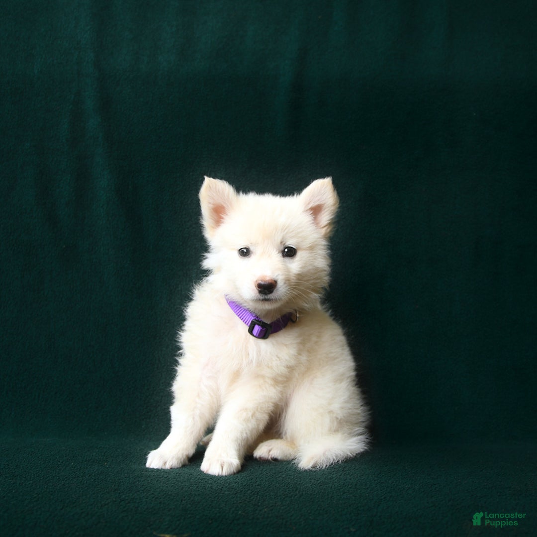 American Eskimo dogs for sale: Sophie - Image 2