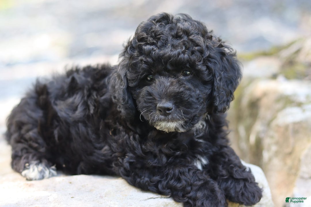 Miniature Poodle dogs for sale: Toby - Image 3