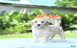Mini Goldendoodle dogs for sale: Arya - Image 3