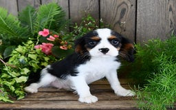 Cavalier King Charles Spaniel dogs for sale: Jack - Image 10