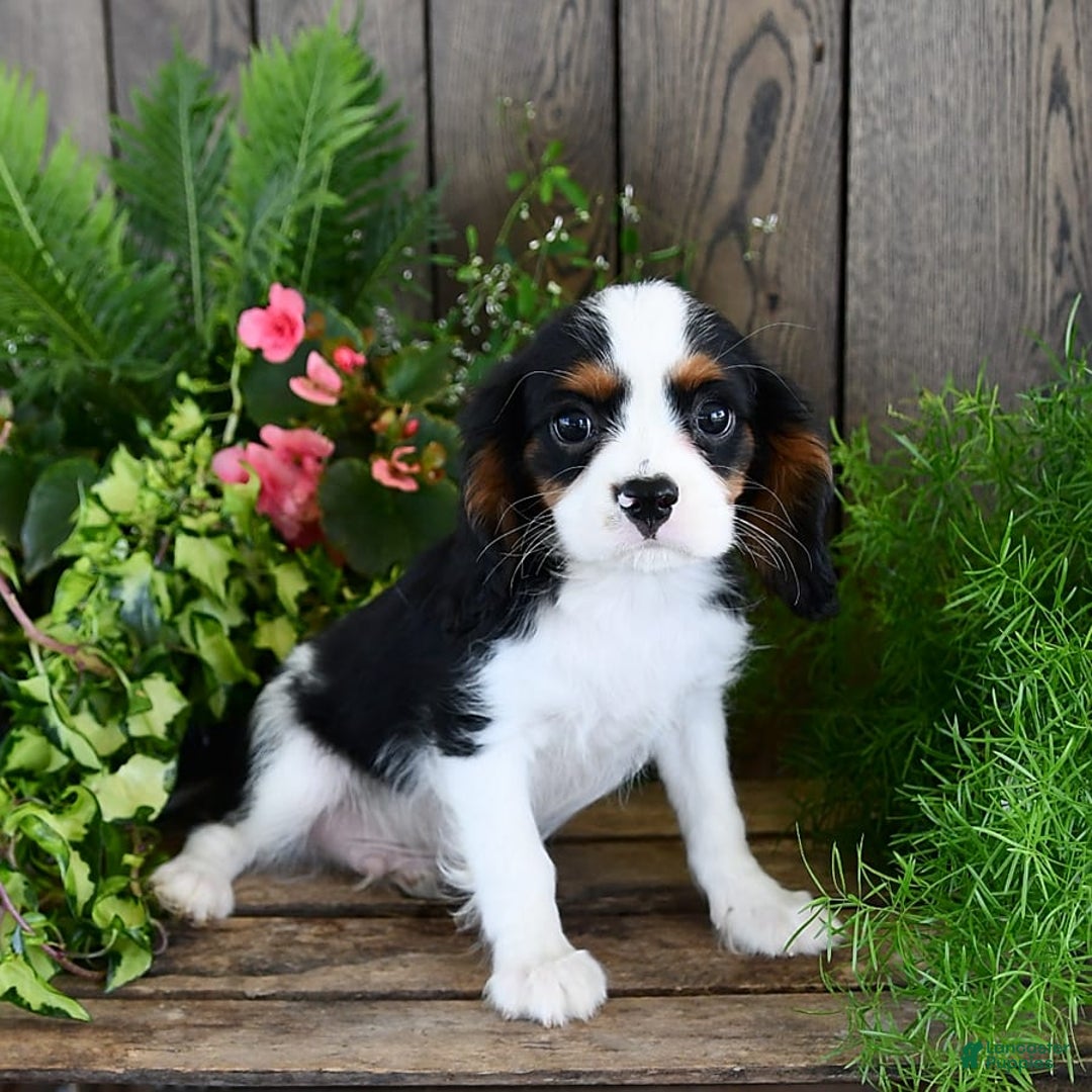 Cavalier King Charles Spaniel dogs for sale: Jack - Image 10