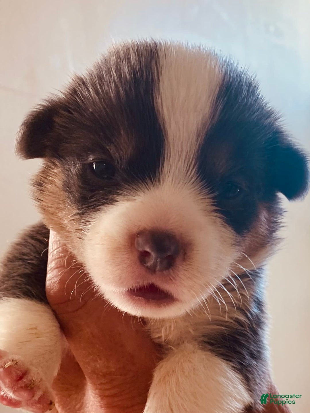 Welsh Corgi Pembroke dogs for sale: Bluie Girl - Image 5