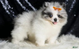 Pomeranian dogs for sale: Mr. Merle - Image 5