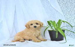Mini Goldendoodle dogs for sale: Kinley - Image 9