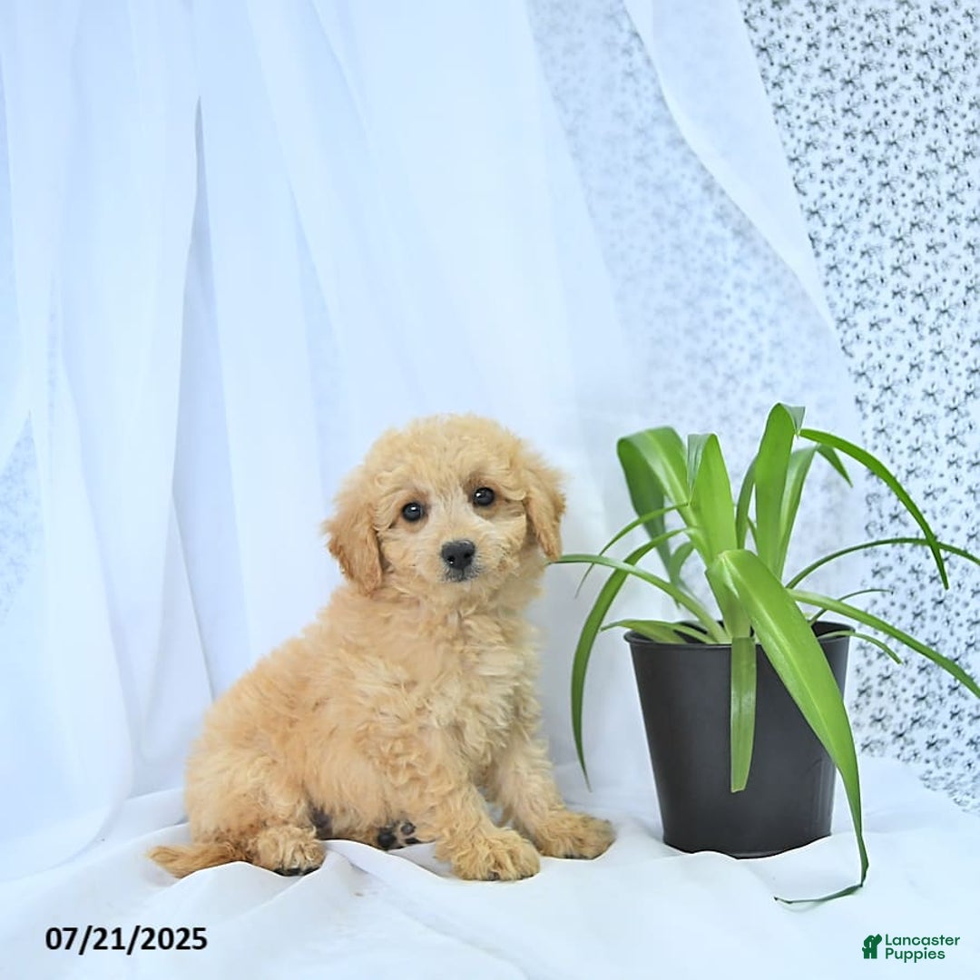 Mini Goldendoodle dogs for sale: Kinley - Image 9