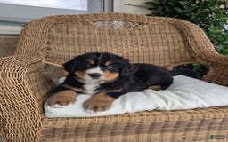 Bernese Mountain Dog dogs for sale: Max - Image 3