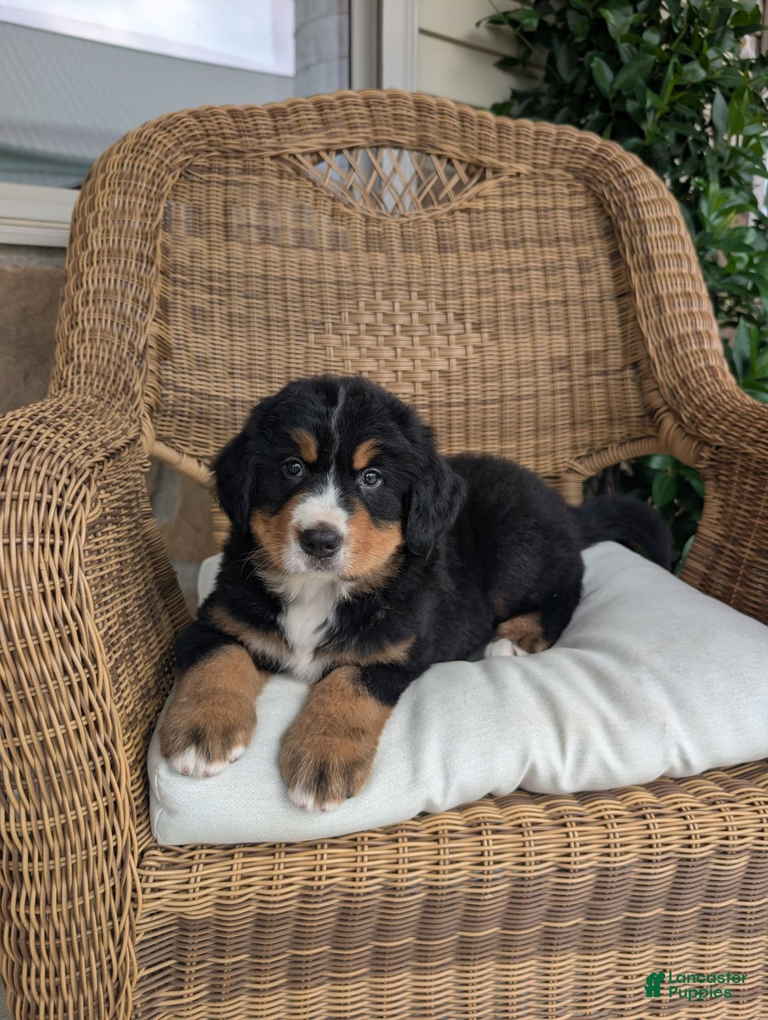 Bernese Mountain Dog dogs for sale: Max - Image 3