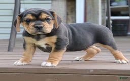 Beabull dogs for sale: Hope - Image 13