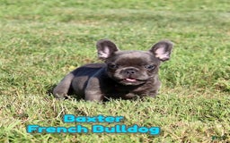 French Bulldog dogs for sale: Baxter - Image 1