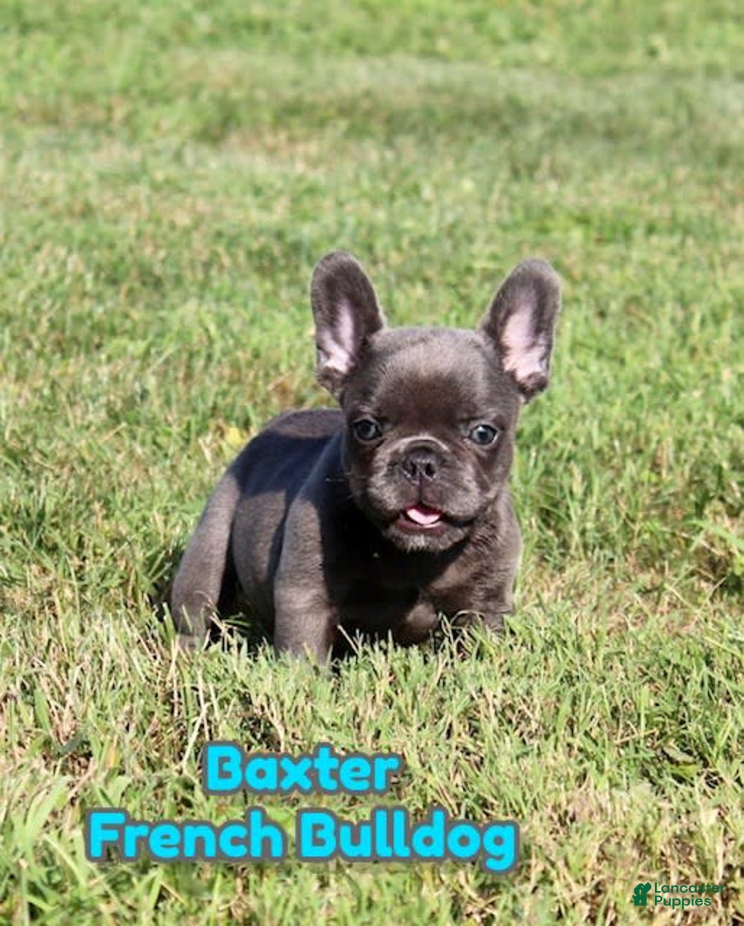 French Bulldog dogs for sale: Baxter - Image 1