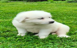 Great Pyrenees dogs for sale: Holly - Image 3