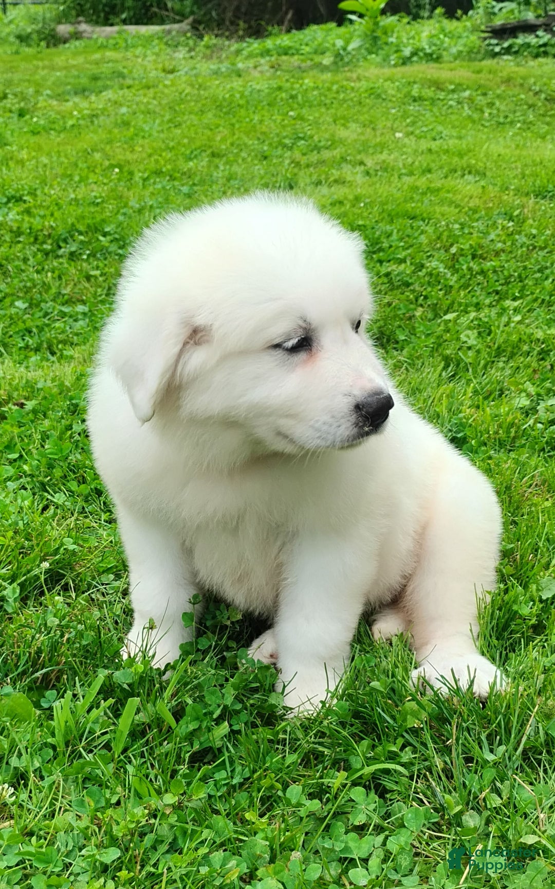 Great Pyrenees dogs for sale: Holly - Image 3