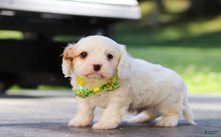 Cavapoo dogs for sale - Ad 1
