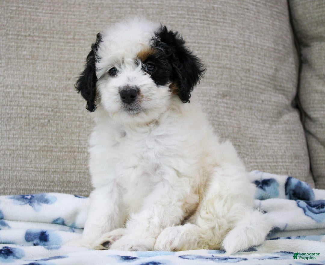 Mini Bernedoodle dogs for sale: Lennon - Image 27