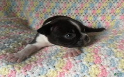 Boston Terrier dogs for sale: Oreo - Image 7
