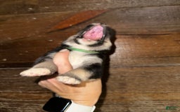 Gerberian Shepsky dogs for sale: Kaos - Image 4