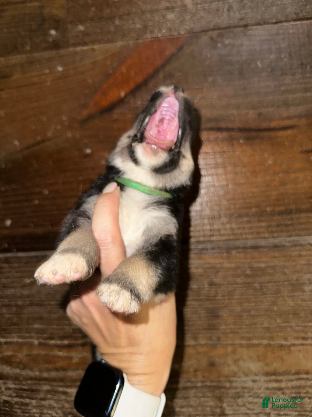 Gerberian Shepsky dogs for sale: Kaos - Image 4