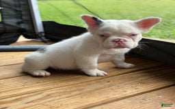 French Bulldog dogs for sale: Tommie Egan - Image 4