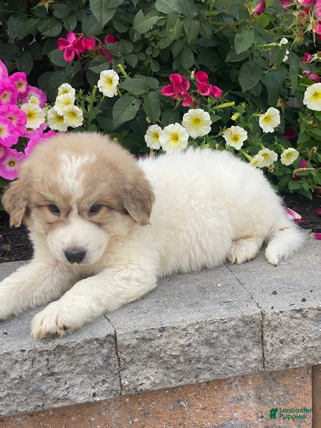 Great Pyrenees dogs for sale: Gary - Image 1