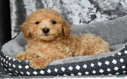 Bichpoo dogs for sale: Kent - Image 18