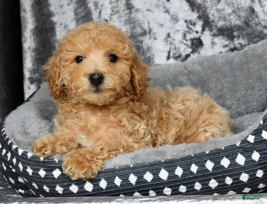 Bichpoo dogs for sale: Kent - Image 18