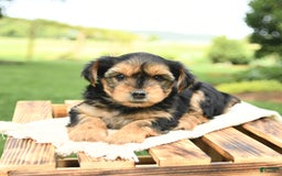 Yorkshire Terrier dogs for sale: Benny - Image 18